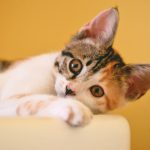 Pet influencers: Most Popular Animals on Social Media