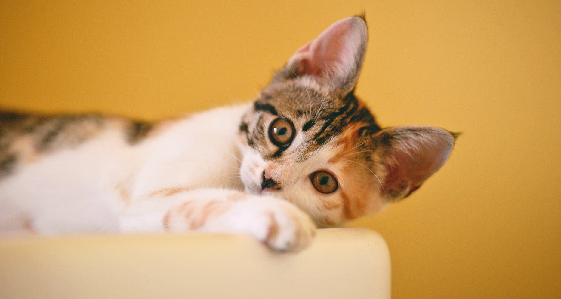 Pet influencers: Most Popular Animals on Social Media