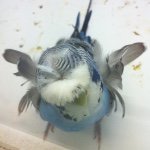Bird breeder👌