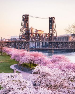 The beautiful cherry blossoms of Portland.