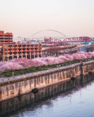 The beautiful cherry blossoms of Portland.