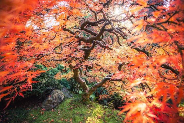 A vibrant display of color in Portland, Oregon.