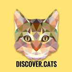 discover.cats