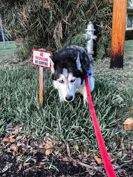 Not a care in the world! Look at that face 
Calling all pet lovers! Enter your pet photos before May 31 in https://www.facebook.com/MrHandyman  Pet Peeves Contest, click to enter - https://bit.ly/35niVfn . Celebrate #NationalPetMonth with them by submitting your favorite pet photo into our contest for your chance to win one of five $250 PetSmart gift cards to spoil your furry friend. 
#ad