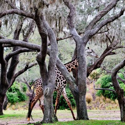 So I recently had the opportunity to take the Kilimanjaro Safaris Trek at Animal Kingdom while attending the #DisneyCreators event in Orlando. What a great ride!

Here are some of the shots I got of the animals...be sure to swipe to see them all! If you would like to know how I approached shooting the animals from the bouncing, erraticly moving vehicle check out the Kilimanjaro Safaris post over on the DivineLifestyle website... It's under latest and greatest.

I've got some great shots of Galaxy's Edge at coming as well... Disney really did a phenomenal job of transporting you to the star wars universe.

#hosted #foodiefather #divinelifestyle #animalkingdom #kilimanjarosafari #disneyphotography #disneyanimalkingdom #safari #naturephotography #nature_photo #natureshots #rhinoceros #harambewildlifereserve #fujixh1 #myfujifilm #fujifilm_xseries #fujinon #fujifilmusa #fujifilm_northamerica #fujifeed #fujixseries #animalphotography #safaripark #safariphotography