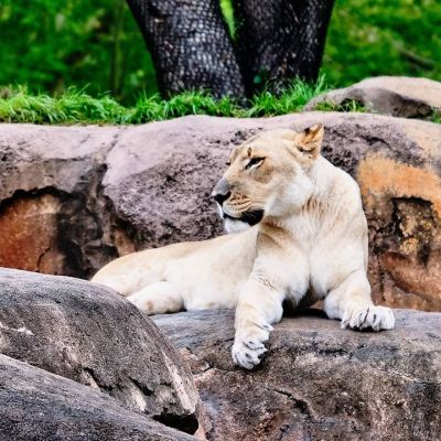 So I recently had the opportunity to take the Kilimanjaro Safaris Trek at Animal Kingdom while attending the #DisneyCreators event in Orlando. What a great ride!

Here are some of the shots I got of the animals...be sure to swipe to see them all! If you would like to know how I approached shooting the animals from the bouncing, erraticly moving vehicle check out the Kilimanjaro Safaris post over on the DivineLifestyle website... It's under latest and greatest.

I've got some great shots of Galaxy's Edge at coming as well... Disney really did a phenomenal job of transporting you to the star wars universe.

#hosted #foodiefather #divinelifestyle #animalkingdom #kilimanjarosafari #disneyphotography #disneyanimalkingdom #safari #naturephotography #nature_photo #natureshots #rhinoceros #harambewildlifereserve #fujixh1 #myfujifilm #fujifilm_xseries #fujinon #fujifilmusa #fujifilm_northamerica #fujifeed #fujixseries #animalphotography #safaripark #safariphotography