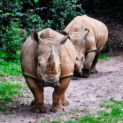 So I recently had the opportunity to take the Kilimanjaro Safaris Trek at Animal Kingdom while attending the #DisneyCreators event in Orlando. What a great ride!

Here are some of the shots I got of the animals...be sure to swipe to see them all! If you would like to know how I approached shooting the animals from the bouncing, erraticly moving vehicle check out the Kilimanjaro Safaris post over on the DivineLifestyle website... It's under latest and greatest.

I've got some great shots of Galaxy's Edge at coming as well... Disney really did a phenomenal job of transporting you to the star wars universe.

#hosted #foodiefather #divinelifestyle #animalkingdom #kilimanjarosafari #disneyphotography #disneyanimalkingdom #safari #naturephotography #nature_photo #natureshots #rhinoceros #harambewildlifereserve #fujixh1 #myfujifilm #fujifilm_xseries #fujinon #fujifilmusa #fujifilm_northamerica #fujifeed #fujixseries #animalphotography #safaripark #safariphotography