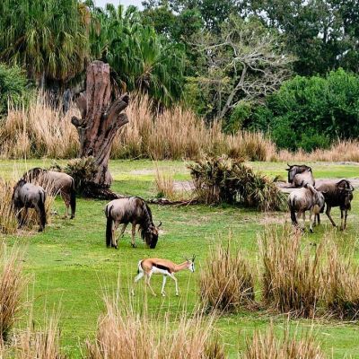 So I recently had the opportunity to take the Kilimanjaro Safaris Trek at Animal Kingdom while attending the #DisneyCreators event in Orlando. What a great ride!

Here are some of the shots I got of the animals...be sure to swipe to see them all! If you would like to know how I approached shooting the animals from the bouncing, erraticly moving vehicle check out the Kilimanjaro Safaris post over on the DivineLifestyle website... It's under latest and greatest.

I've got some great shots of Galaxy's Edge at coming as well... Disney really did a phenomenal job of transporting you to the star wars universe.

#hosted #foodiefather #divinelifestyle #animalkingdom #kilimanjarosafari #disneyphotography #disneyanimalkingdom #safari #naturephotography #nature_photo #natureshots #rhinoceros #harambewildlifereserve #fujixh1 #myfujifilm #fujifilm_xseries #fujinon #fujifilmusa #fujifilm_northamerica #fujifeed #fujixseries #animalphotography #safaripark #safariphotography