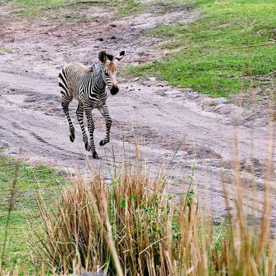 So I recently had the opportunity to take the Kilimanjaro Safaris Trek at Animal Kingdom while attending the #DisneyCreators event in Orlando. What a great ride!

Here are some of the shots I got of the animals...be sure to swipe to see them all! If you would like to know how I approached shooting the animals from the bouncing, erraticly moving vehicle check out the Kilimanjaro Safaris post over on the DivineLifestyle website... It's under latest and greatest.

I've got some great shots of Galaxy's Edge at coming as well... Disney really did a phenomenal job of transporting you to the star wars universe.

#hosted #foodiefather #divinelifestyle #animalkingdom #kilimanjarosafari #disneyphotography #disneyanimalkingdom #safari #naturephotography #nature_photo #natureshots #rhinoceros #harambewildlifereserve #fujixh1 #myfujifilm #fujifilm_xseries #fujinon #fujifilmusa #fujifilm_northamerica #fujifeed #fujixseries #animalphotography #safaripark #safariphotography