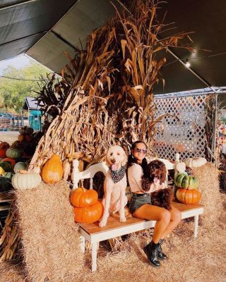 The cutest pumpkins 🎃
(If only y’all knew how hard it was to get these pictures) 
All the fall vibes at @gallagherspumpkinsandtrees 🍂🍁We loved it & it made me excited to go to Arkansas next month! 

Also, happy 6 months to my sweet girl Kova 🐻💕  please stop growing so fast! 
•
•
•
#igersstpete #igerstampa #stpeteblogger #tampablogger #tampainfluencer #pumpkinpatch #pumpkin #halloween #drmartens #lifestyleblogger #goldendoodle #doodlesofinstagram #dogsofinstagram  @ Gallagher's Pumpkins & Christmas Trees