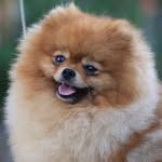 World Of Pomeranians