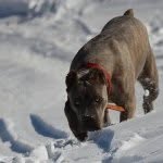 Cane Corsos of Instagram