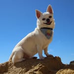 Чихуахуа Мистер Марсель