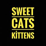 Sweet Cats Kittens