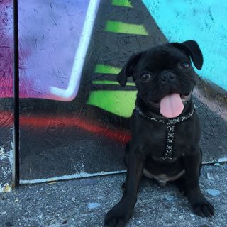 Biggie Smalls The Pug