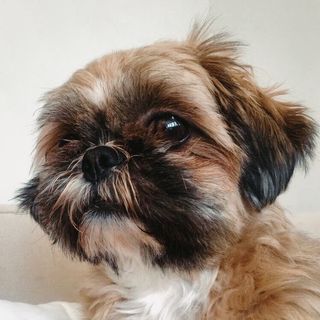 Sophie The Shih Tzu 🎀