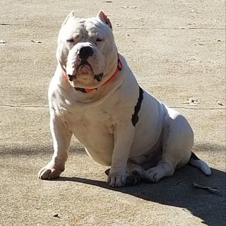 carolina bully farms