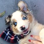 Aspen the Mini Aussie 🐾