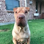 Ava Shar-Pei