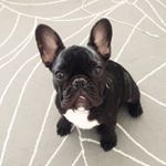 French Bulldog | Bertram, - | Keepface