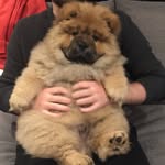 ZOG the CHOW CHOW dog