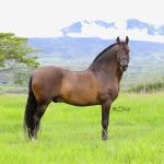 AARON DEL JAZMIN FC.🐴⭐️🏆